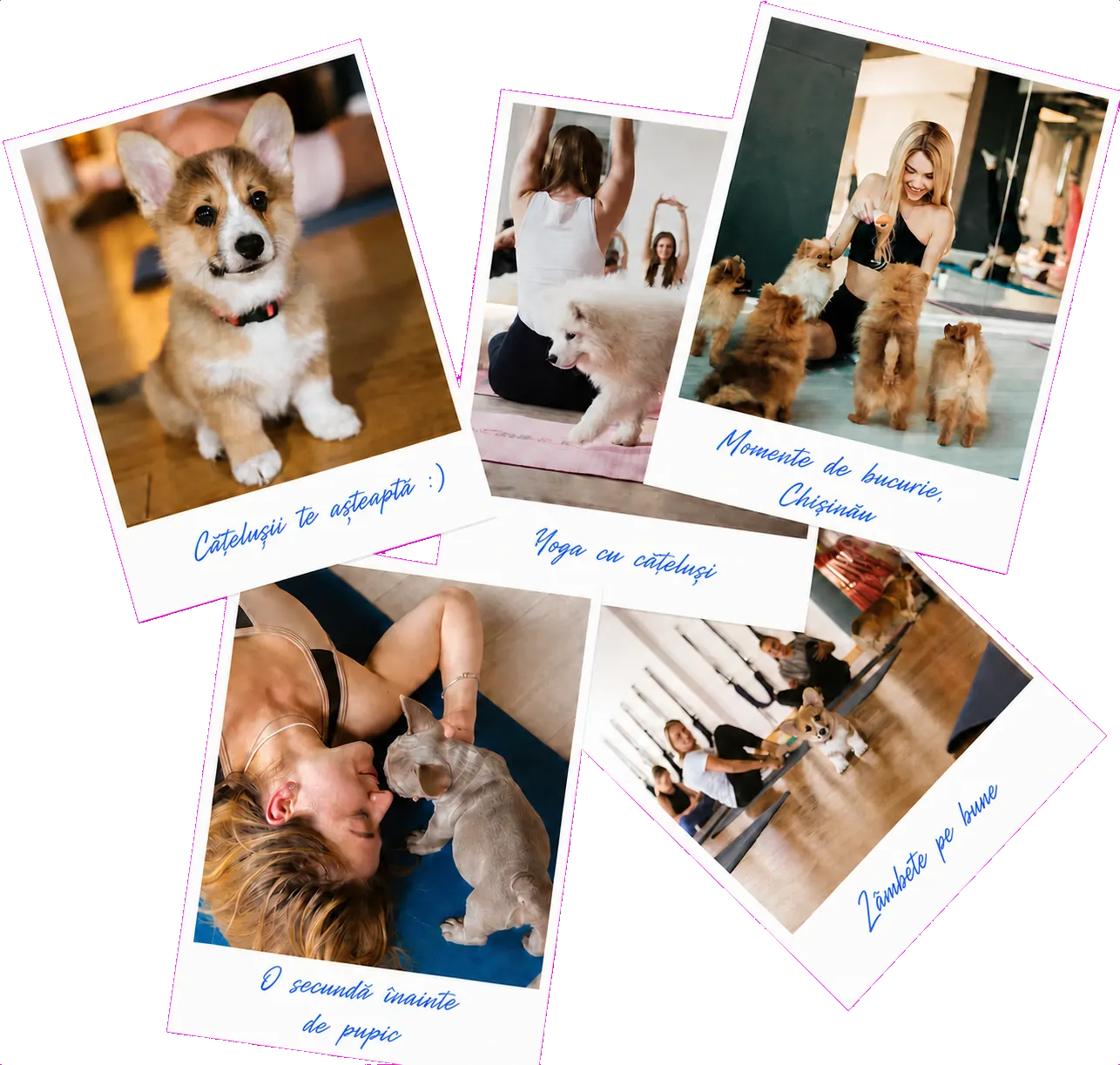 Amintiri de la sesiunile puppy yoga LAPKI